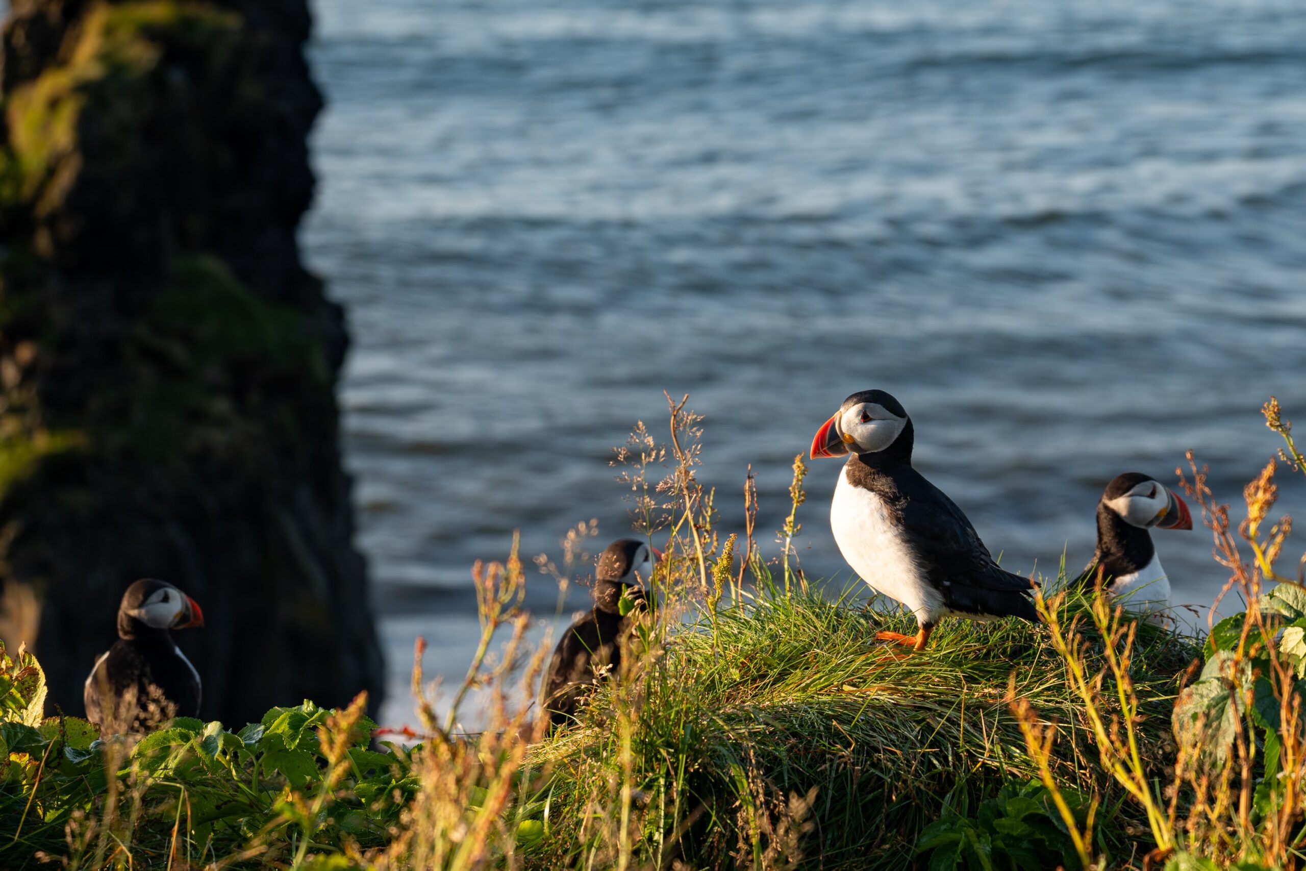 Iceland 4